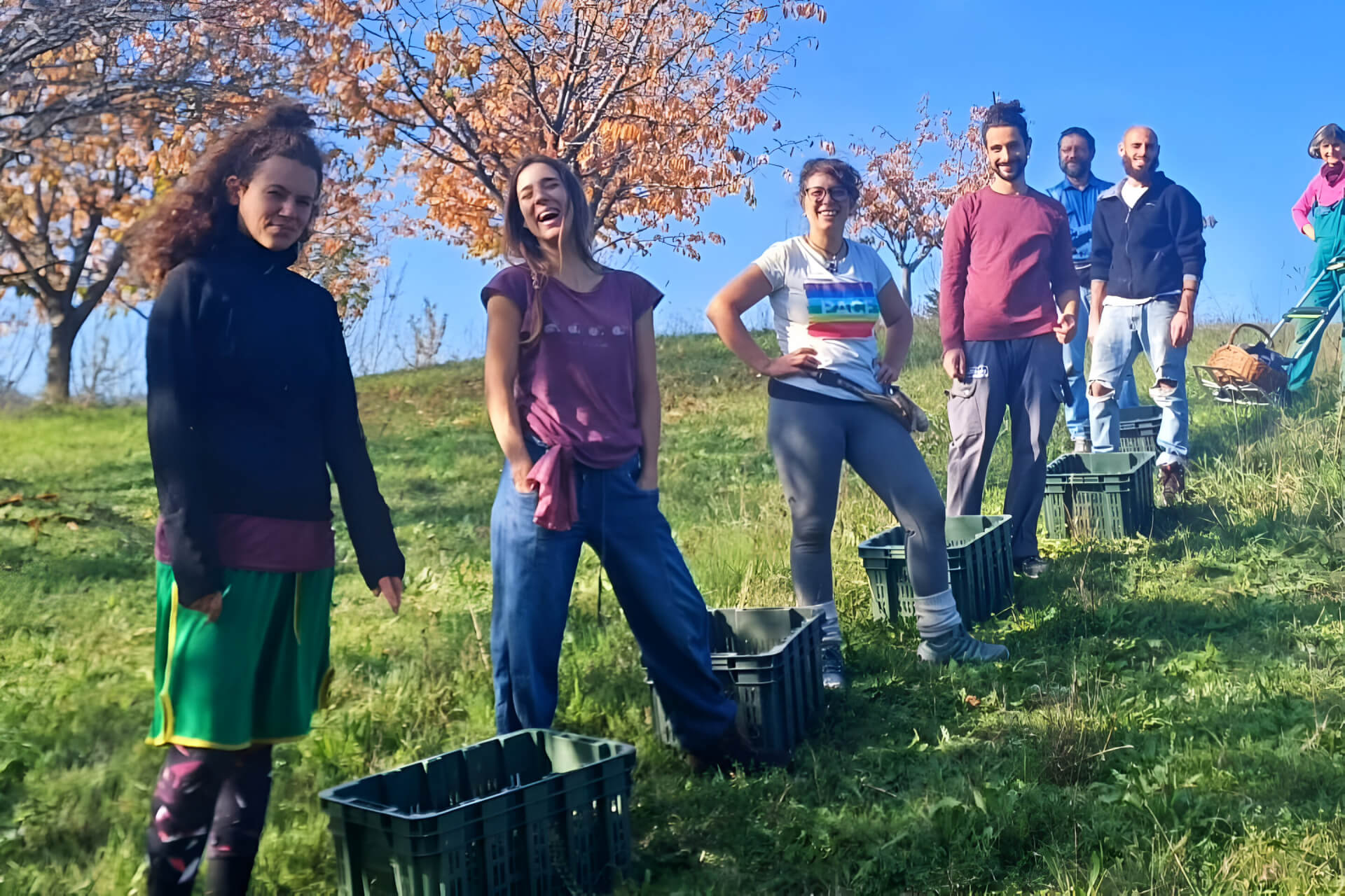 Raccolta ciliegie a Jana