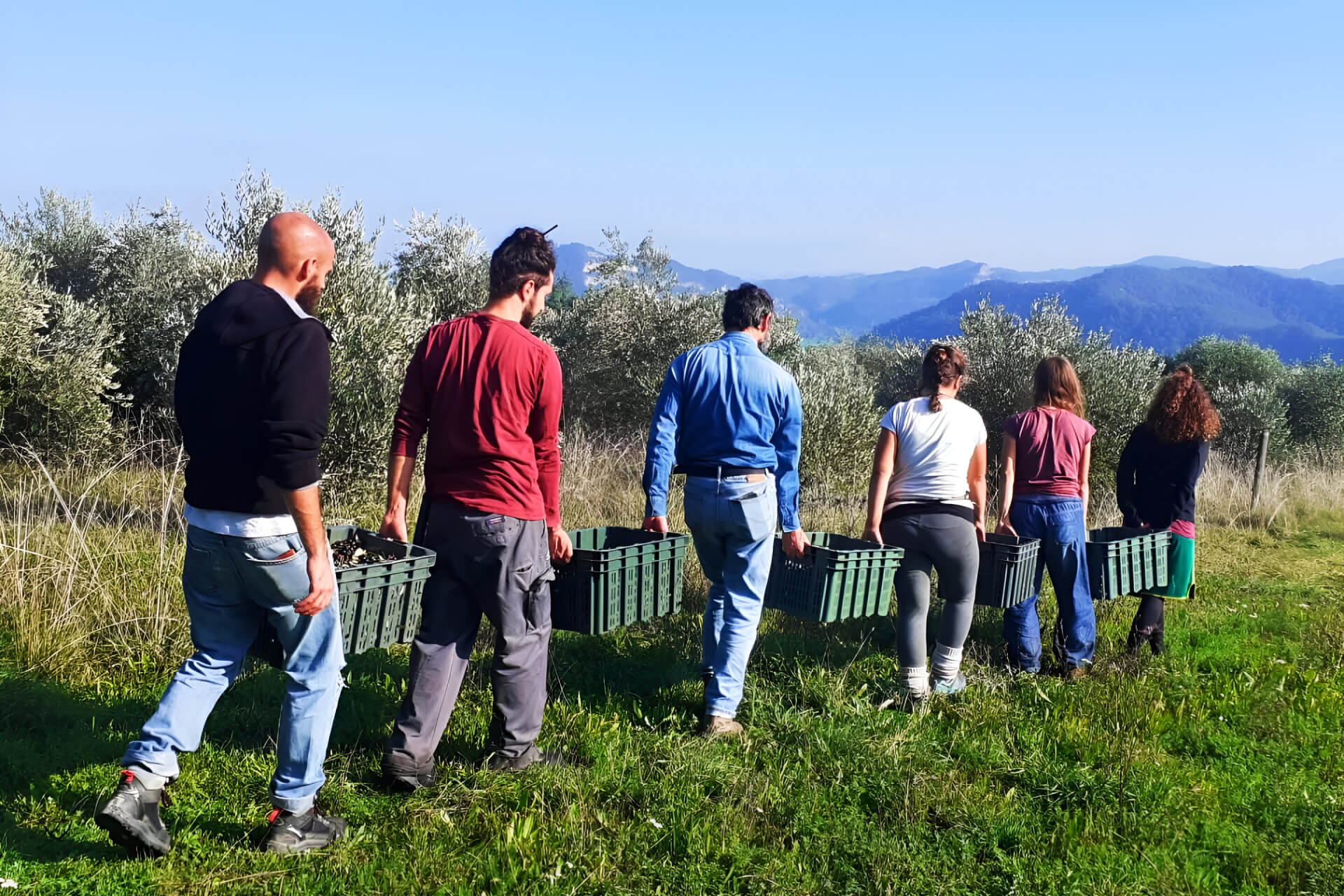 Trasporto ciliegie a Jana