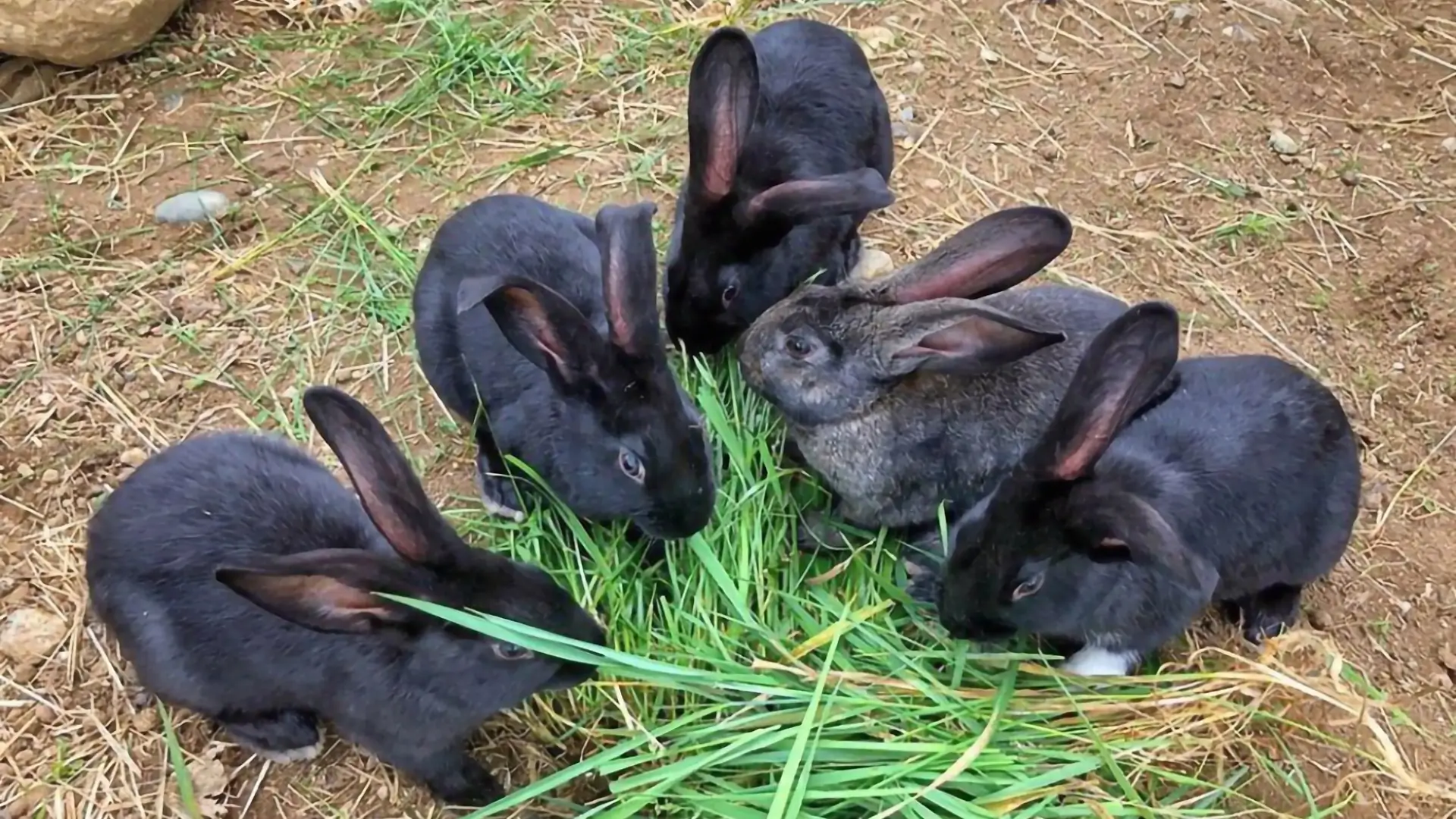 Terre di Oropan - Conigli