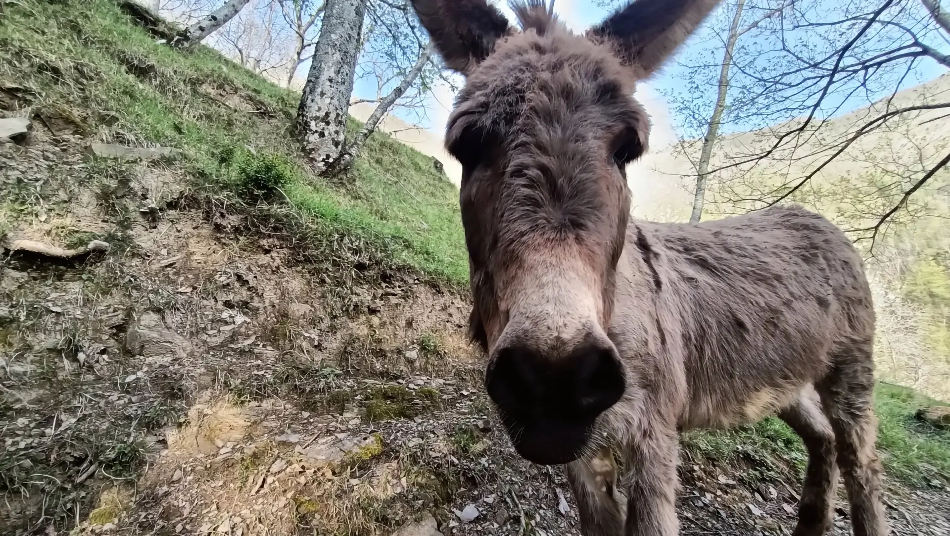 Valle degli Elfi - Piccolo Burrone - Asino