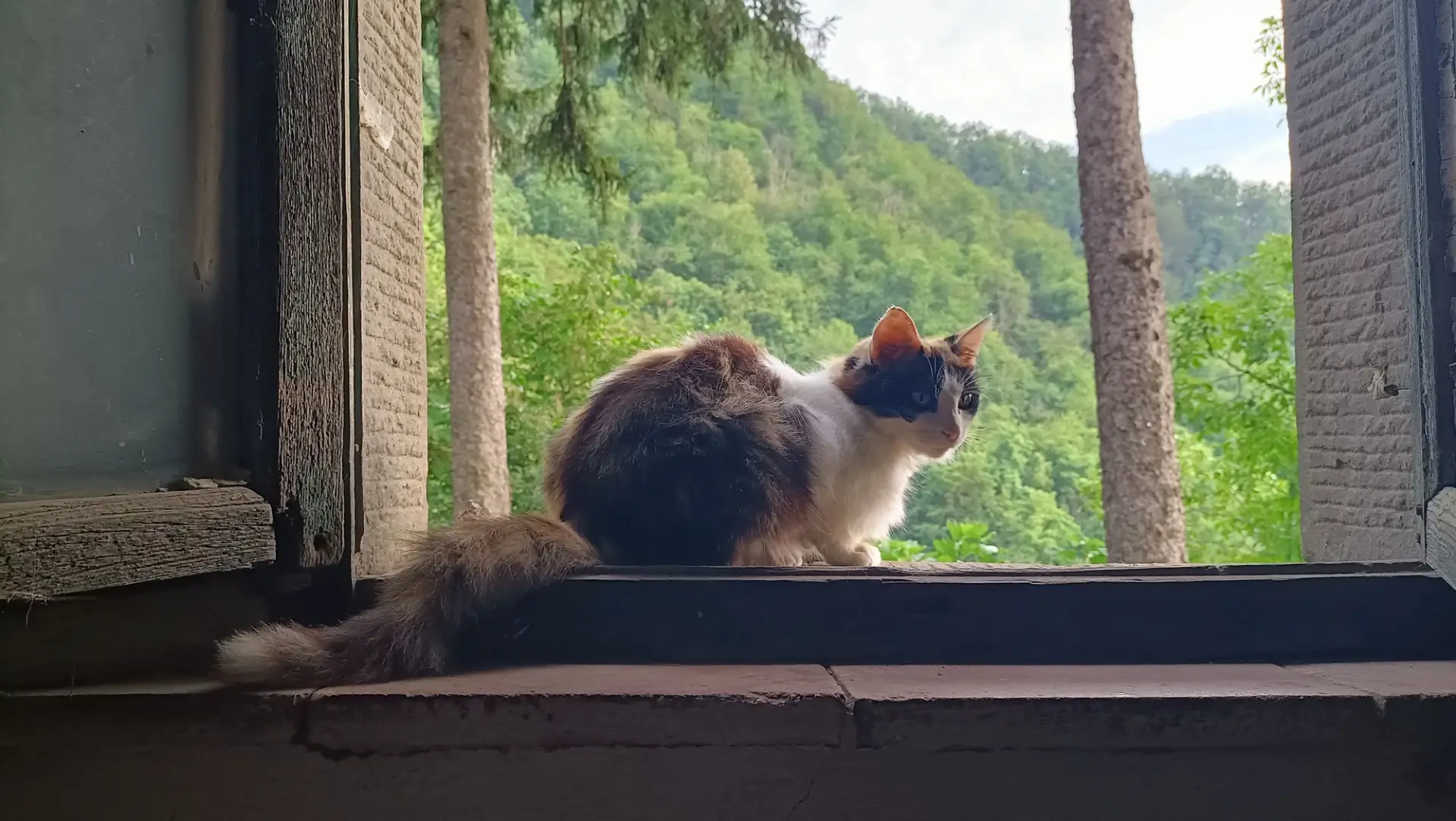 Valle degli Elfi - Gatta a casa di Antonia