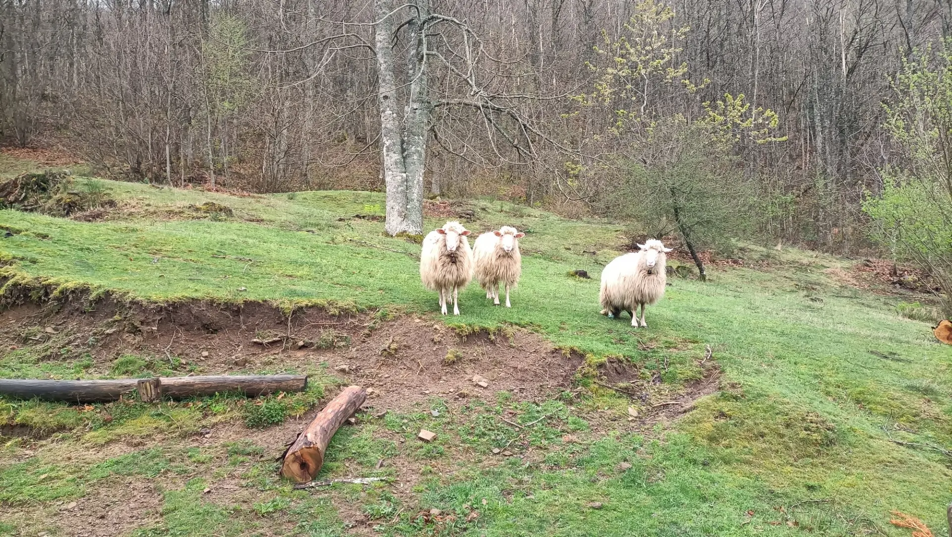 Valle degli Elfi - Pecore da Giovanna